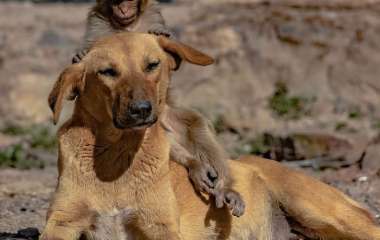 Беременная собака приютила осиротевшую обезьянку (ВИДЕО)