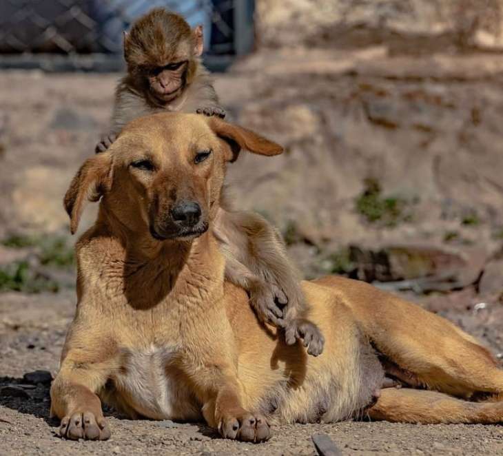 Беременная собака приютила осиротевшую обезьянку (ВИДЕО)