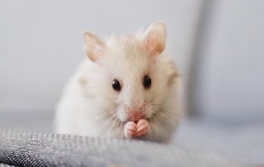 Сети насмешила жадная мышь, которая застряла в кормушке (ВИДЕО)