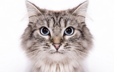 Кошка воспользовалась холодильником, чтобы «сбежать от лета» (ВИДЕО)