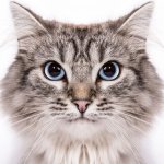 Кошка воспользовалась холодильником, чтобы «сбежать от лета» (ВИДЕО)