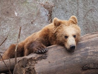 В США медведь-ненажера залез в авто и пообедал куриными котлетами