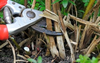 Які 10 багаторічників потрібно обрізати восени: як і для чого це робити