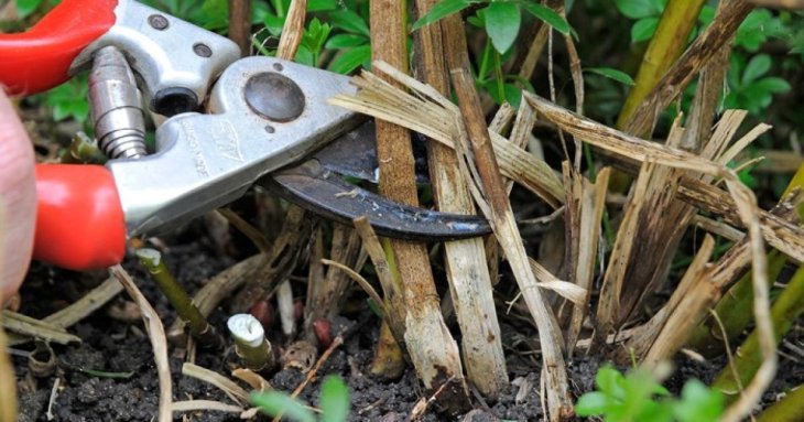 Які 10 багаторічників потрібно обрізати восени: як і для чого це робити