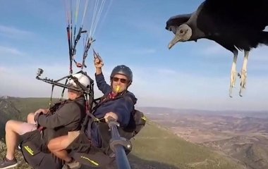Парашутисту в небі на руку сів птах (ВІДЕО)