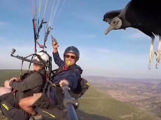 Парашютисту в небе на руку села птица (ВИДЕО)