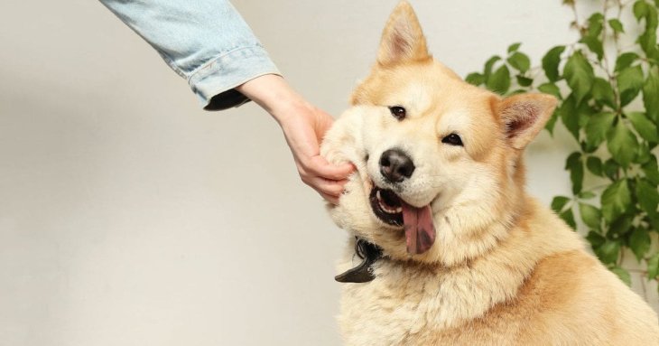 Як часто мити собаку, щоб не нашкодити: відповідь ветеринарів здивувала