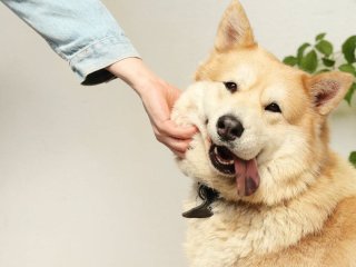 Як часто мити собаку, щоб не нашкодити: відповідь ветеринарів здивувала