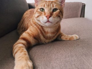 Сообразительная кошка поняла, что делать с кулером для воды (ВИДЕО)