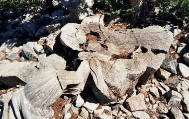 Молодий вчений через необачність знищив 5000-річне дерево