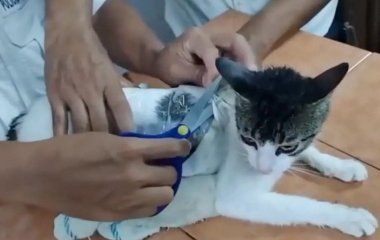 Охоронці в’язниці упіймали кота, який переносив наркотики: відео