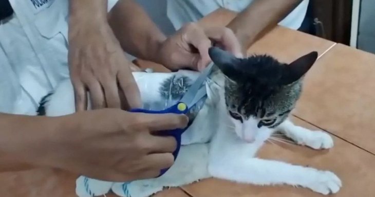 Охоронці в’язниці упіймали кота, який переносив наркотики: відео