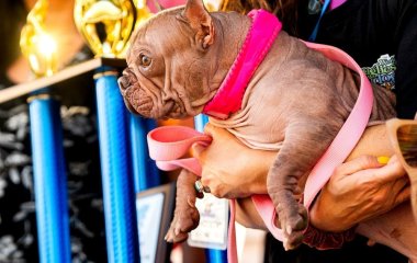 У США обрали найпотворнішого собаку: який в нього вигляд (фото)