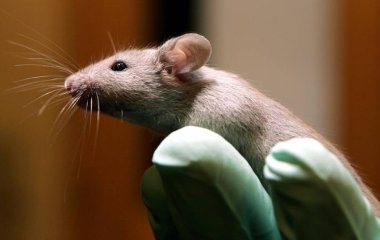 Алкоголізм у мишей придушили сумішшю з двох ліків