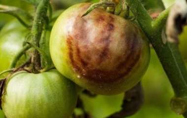 Спасти урожай: почему помидоры чернеют и гниют прямо на кусте