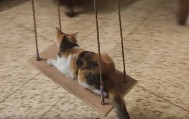 Кошка расслабилась на качелях и стала звездой Сети (ВИДЕО)