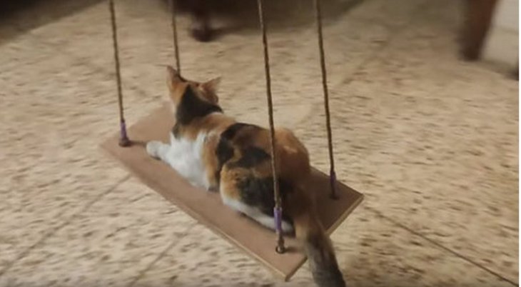 Кошка расслабилась на качелях и стала звездой Сети (ВИДЕО)