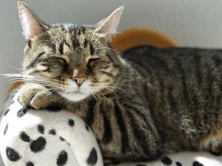 Сети насмешил говорящий кот из Японии (ВИДЕО)