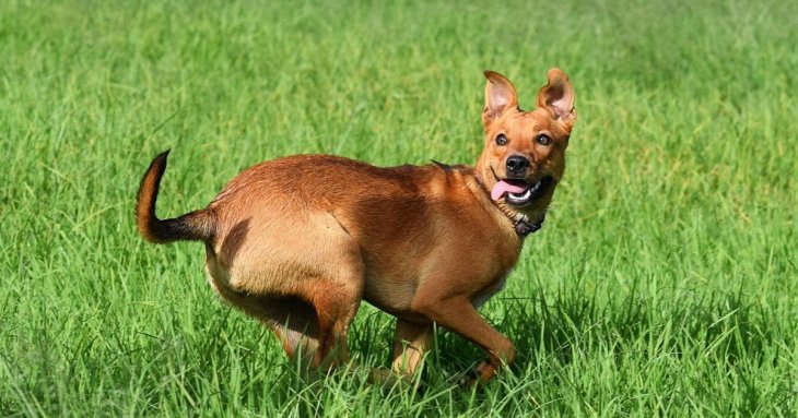 Жінка покинула юридичну кар’єру заради прибирання собачих екскрементів й купила будинок