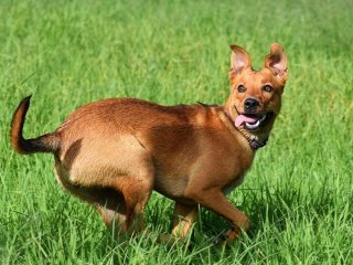 Жінка покинула юридичну кар’єру заради прибирання собачих екскрементів й купила будинок