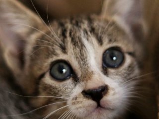 Дружба кошеняти й теляти підкорила соцмережі: їхні ніжні обійми розчулили мільйони людей (фото)