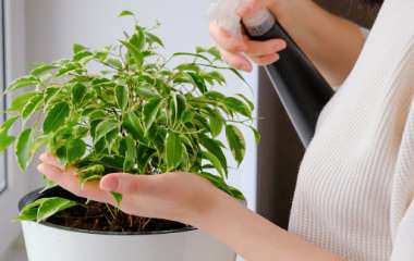 5 натуральных удобрений для комнатных растений