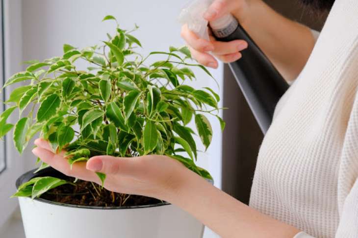 5 натуральных удобрений для комнатных растений