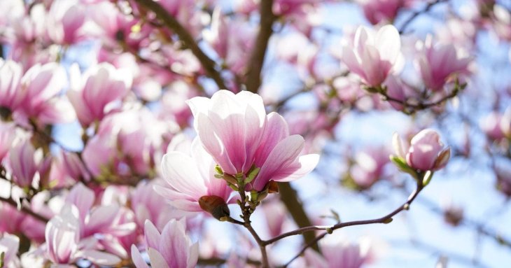 Ніколи не обрізайте ці рослини навесні — цвітіння не дочекаєтеся