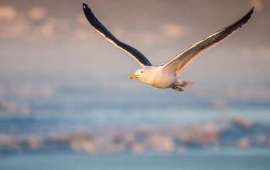 У Великій Британії птах здійснив нахабне викрадення собаки (ФОТО)