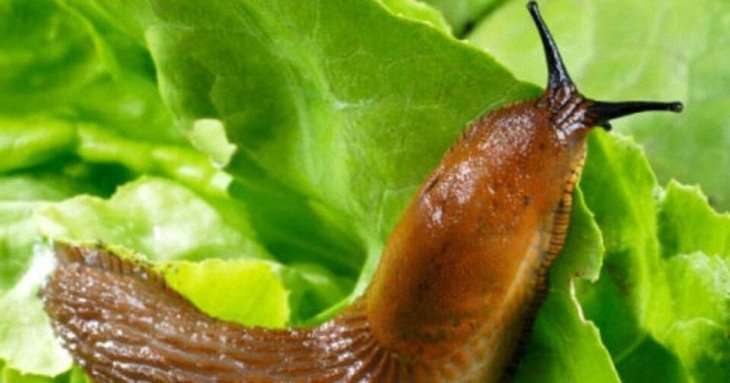 Як позбутися слимаків на капусті без хімії, якщо їх багато безпечними методами