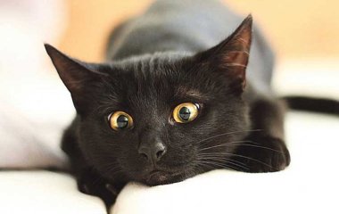 Щасливий чорний кіт приніс своїм господарям лотерейний виграш (ФОТО)