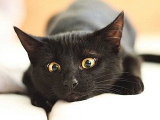 Счастливый чёрный кот принёс своим хозяевам лотерейный выигрыш (ФОТО)