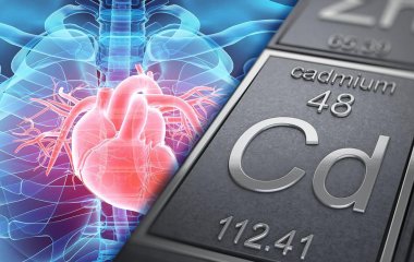 Вчені з'ясували, як кадмій впливає на організм людини