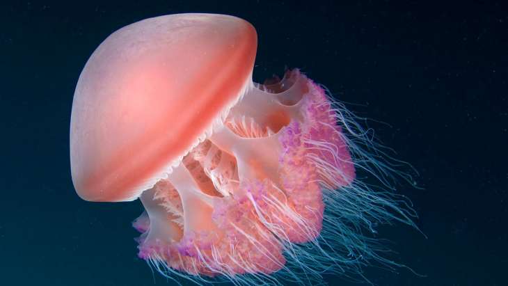 Гигантскую медузу размером с лабрадора нашли на пляже 