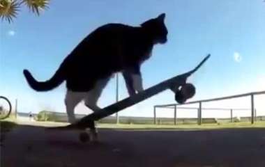 Новый хит: кот показал, как нужно кататься на скейтборде (ВИДЕО)