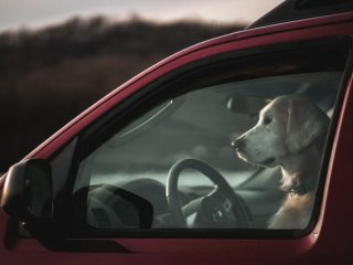 Запертый в машине пес научился давить на гудок от скуки (видео)