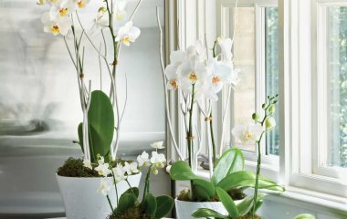 Простые шаги, чтобы спасти умирающую орхидею