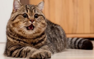Найдена самая неуклюжая в мире кошка