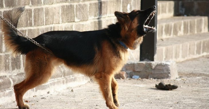 Чи справді собаки все розуміють: нове дослідження дає вражаючі результати