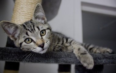 Хитрый приступ милого котика на хозяйку рассмешил пользователей YouTube