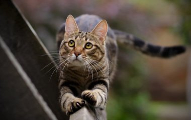 Сеть насмешил кот, «говорящий» со своей хозяйкой (ВИДЕО)