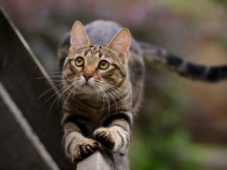 Сеть насмешил кот, «говорящий» со своей хозяйкой (ВИДЕО)