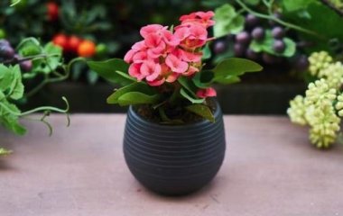 Можно ли дарить цветы в горшках: приметы и суеверия