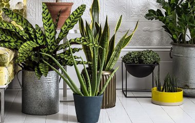 4 домашних растения с красивыми листьями