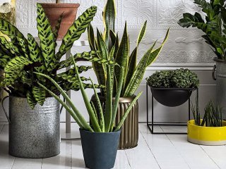 4 домашних растения с красивыми листьями