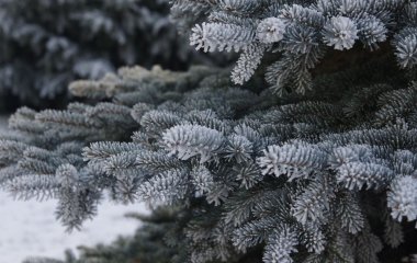 Якщо ще не викинули новорічну ялинку: як можна з користю використати хвою на садовій ділянці