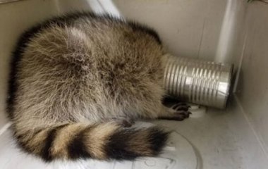 Енот оконфузился, пытаясь съесть содержимое консервы 