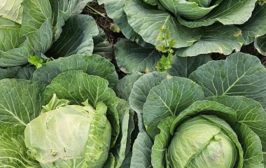 Ви руйнуєте свій врожай капусти, навіть не підозрюючи: не підгодовуйте її цим