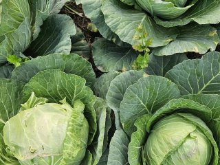 Ви руйнуєте свій врожай капусти, навіть не підозрюючи: не підгодовуйте її цим