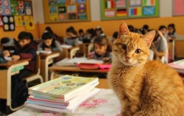 Сети насмешила кошка, вмешавшаяся в учебный процесс (ВИДЕО)